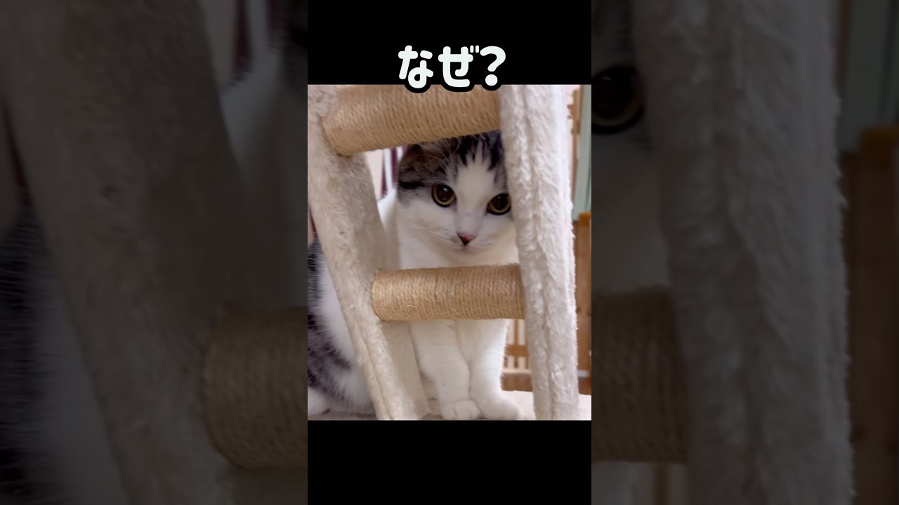 我が家にミーさんの知らない人がやって来ると‥#cat#ねこ #ネコ