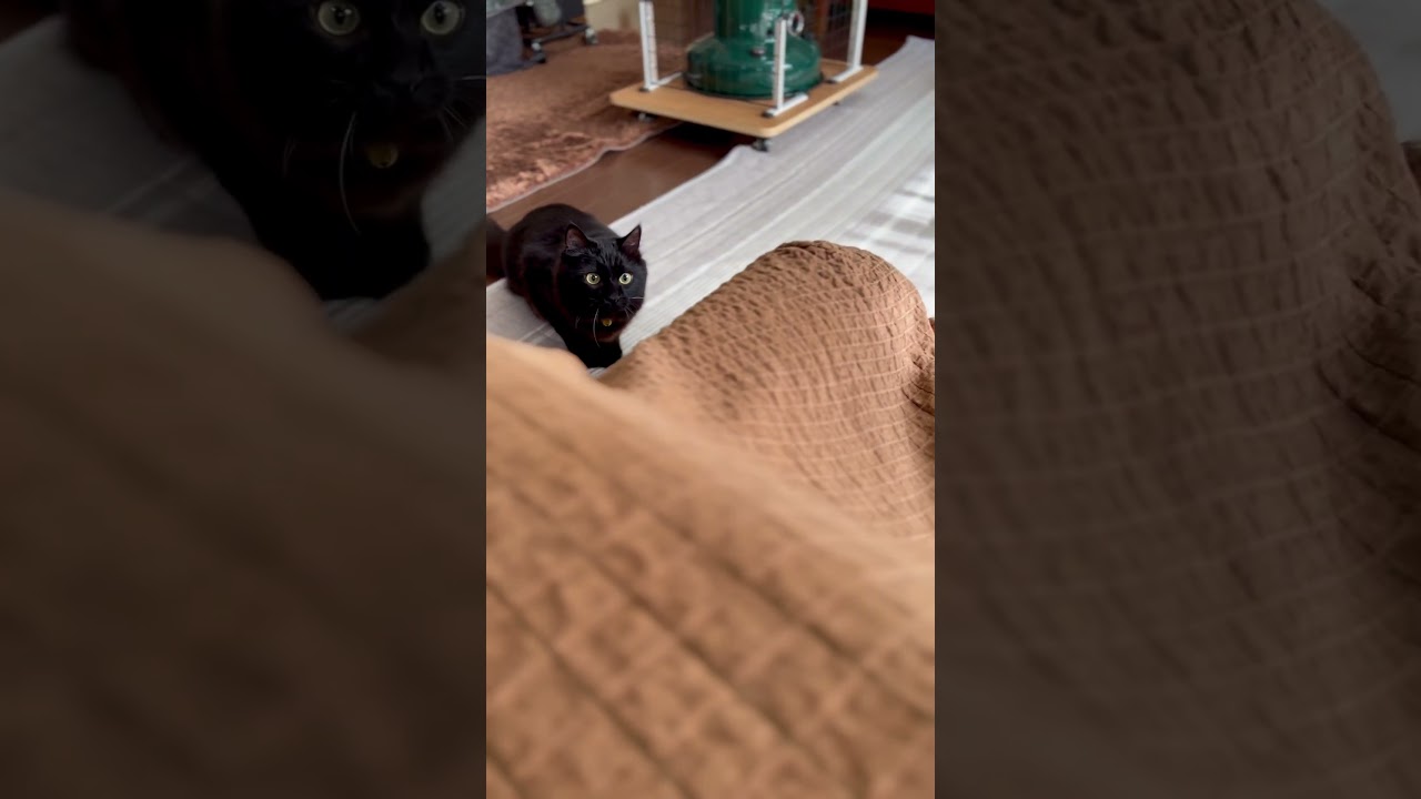 一撃必殺！黒猫パンチ！