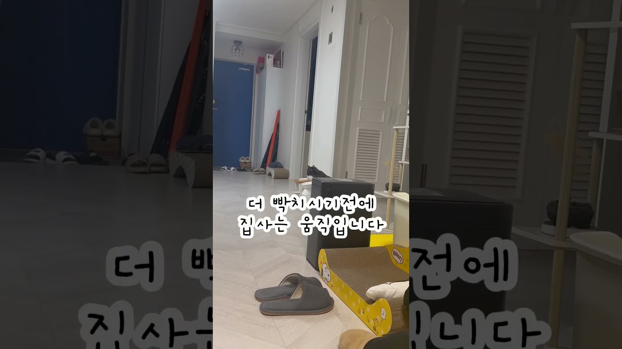 이제야 좀 알것같아 ㅋㅋ #猫 #cat #초보집사 #고양이일상 #소소한일상 #소소한행복