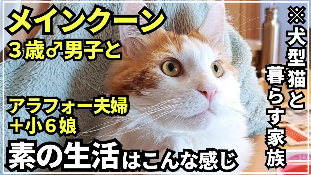 メインクーンと暮らす家族の素の日常