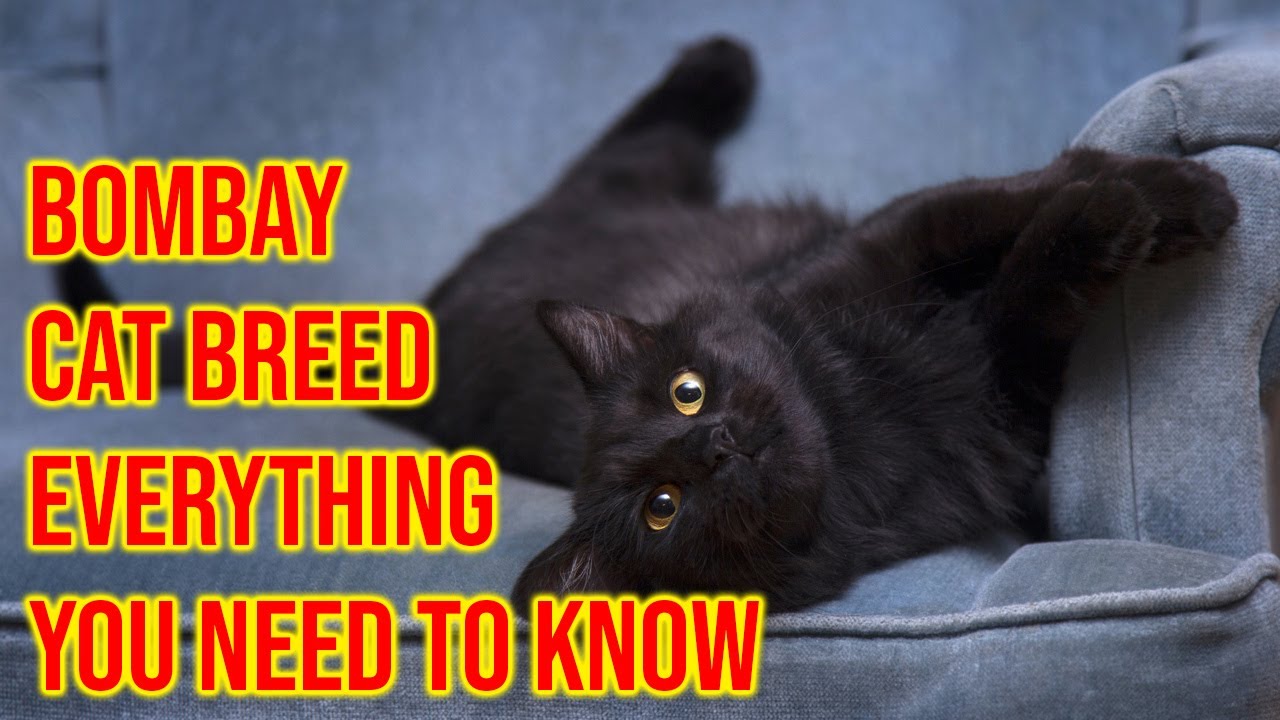 Bombay Cat Breed 101 Everything You Need To Know/All Cats