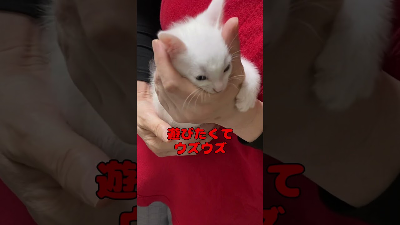 自分でトイレができてママに褒められる子猫が可愛い