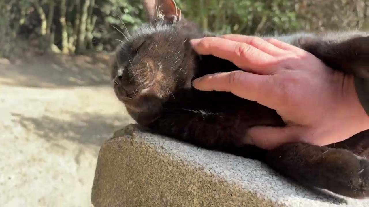 おしゃべりな猫モナカが独特な鳴き声「ニャッ！」で話する
