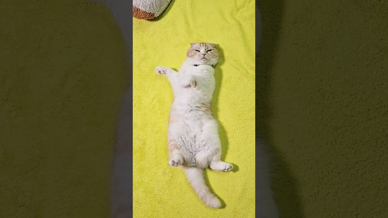 床暖を入れたら気持ち良すぎて猫がこうなった...笑#shorts