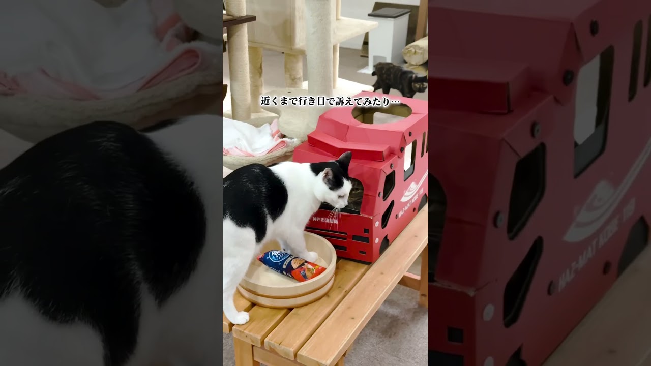 こてつとにぃにぃ。#保護猫