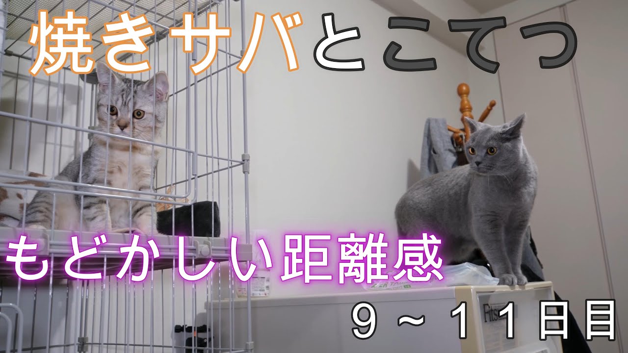 【９～１１日目】焼きサバとこてつ。もどかしい距離感。