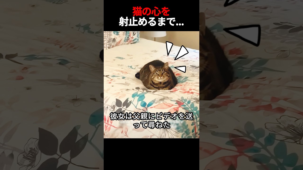 少女は猫の心をつかもうとする