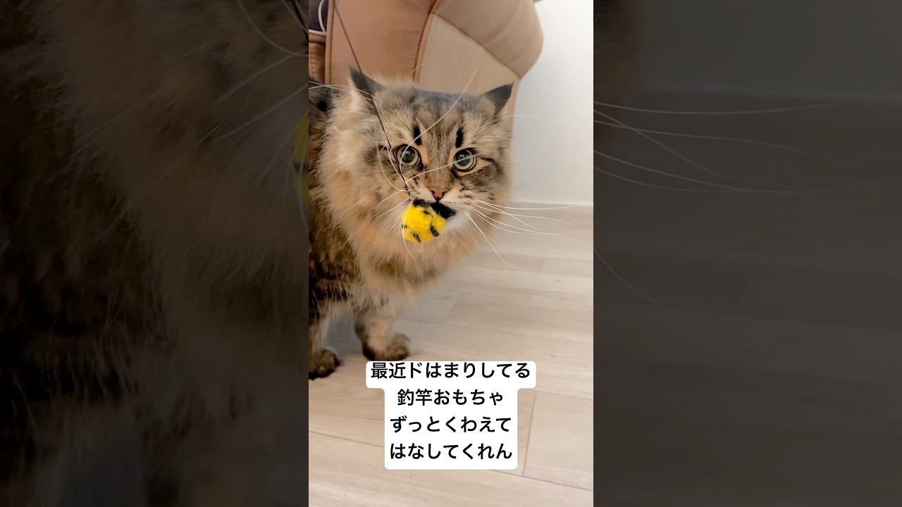 猫釣れたけどひきはがせない #猫 #サイベリアン #ヤマネコ