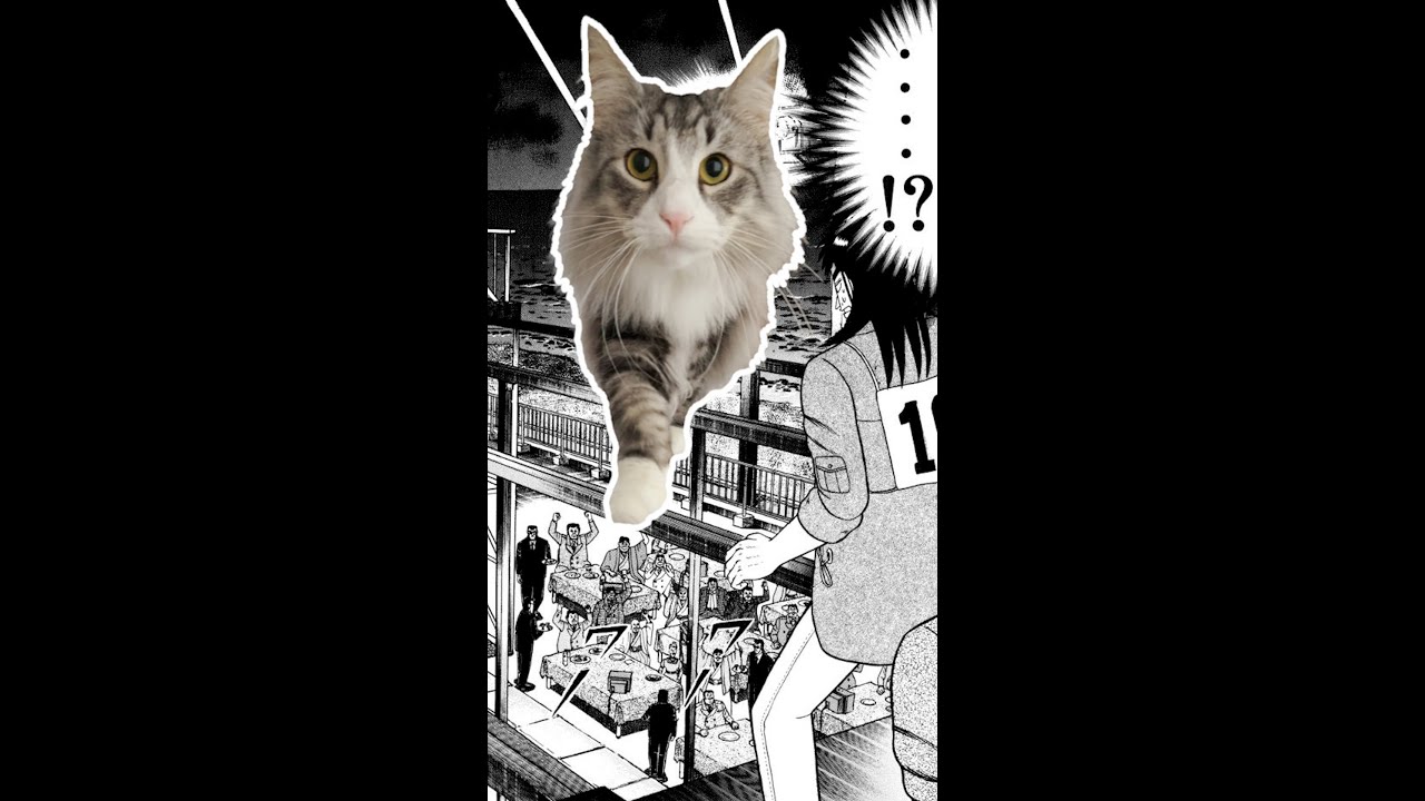 #Shorts#ノルウェージャンフォレストキャット#子猫【鉄骨渡り】自ら進んで鉄骨渡りを楽しむ風神