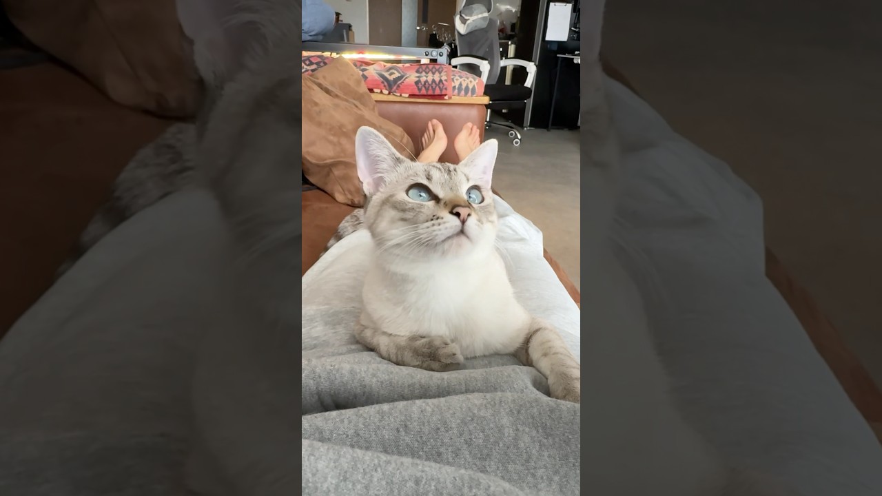 シャムトラの優雅な過ごし方　#元保護猫　#シャムトラ　#シャムミックス　#cat #猫耳 #kitten #シャムmix #猫耳