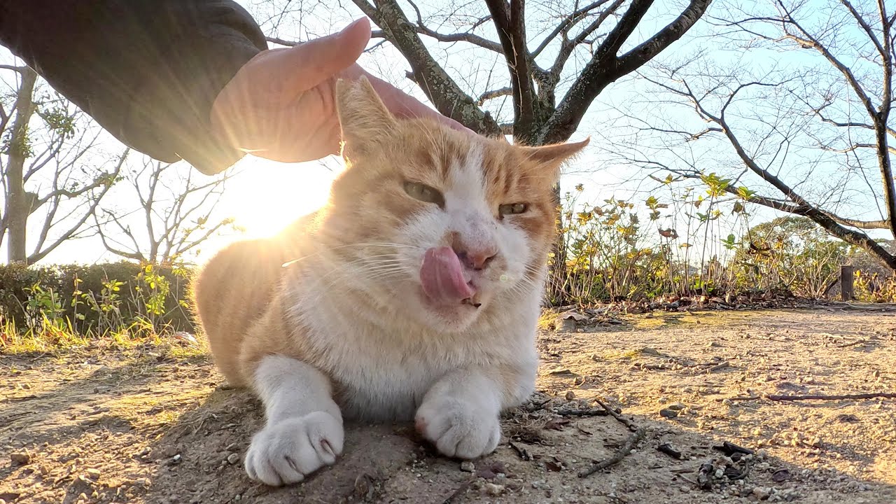 夕日を浴びて輝く茶シロ猫ちゃんをナデナデする