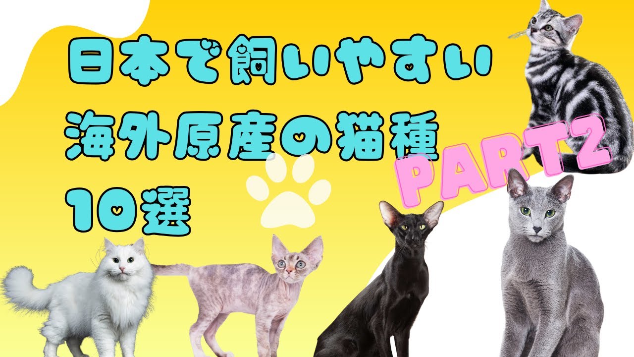 日本で飼いやすい海外原産の猫種10選Part2　#猫　#猫種