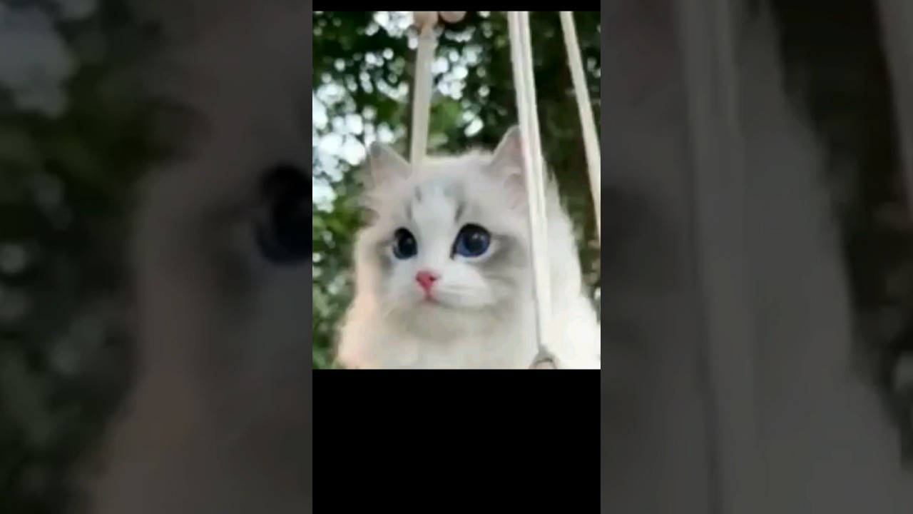 Get to Know Various Cat Types"#animals #cat#catstory #cute