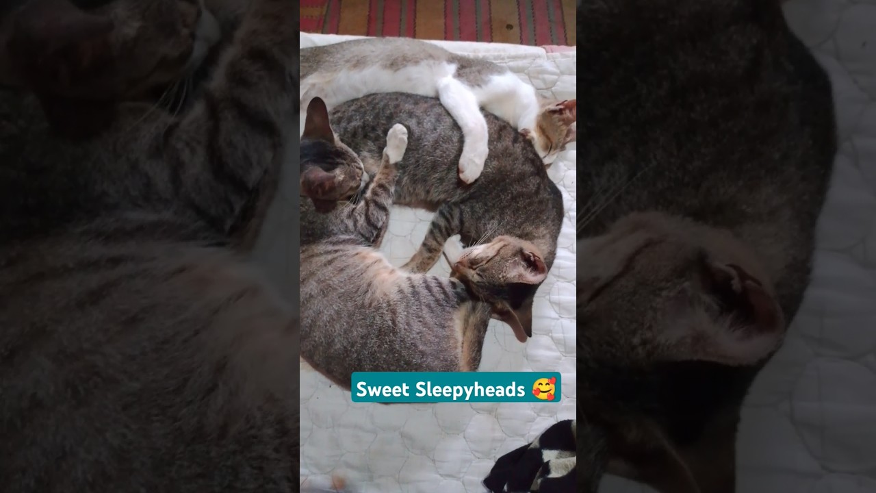 Sweet Kitty Moments 🥰