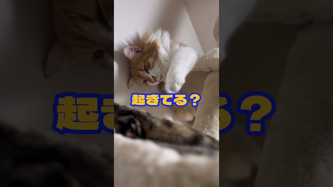 はじまりました　#ノルウェージャンフォレストキャット