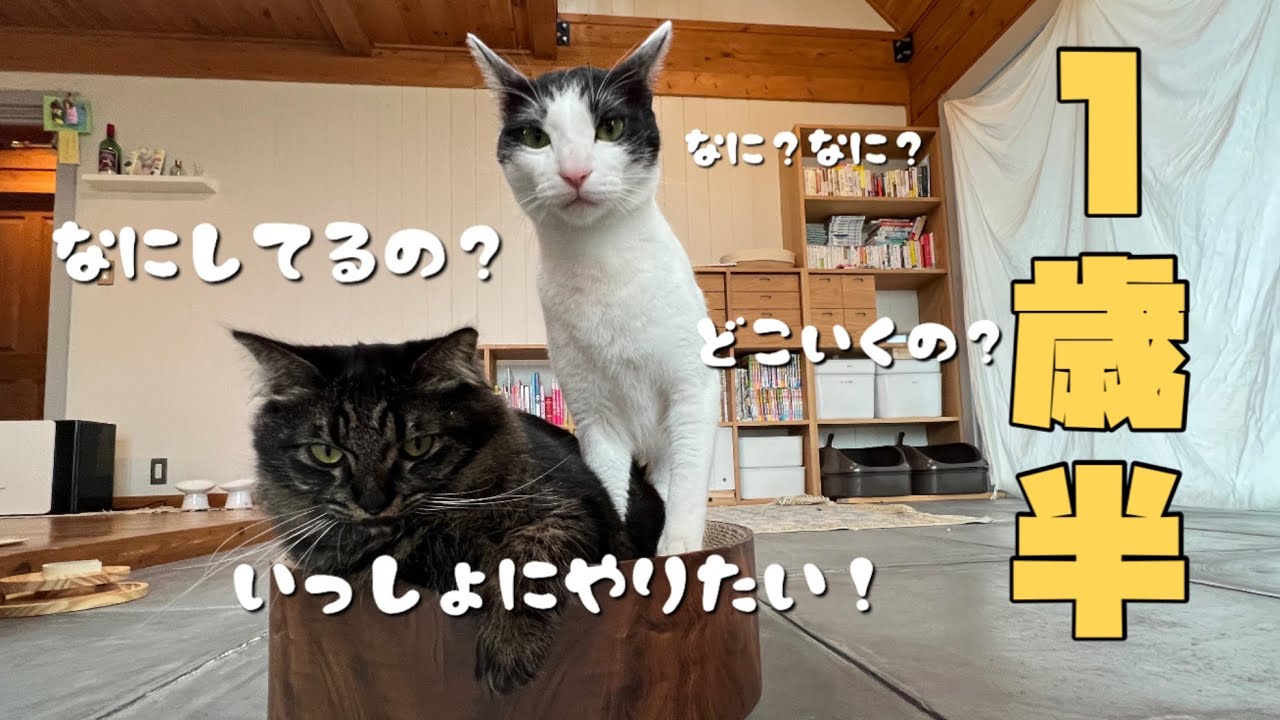 薪ストーブの準備が気になってしょうがない1歳半の猫達