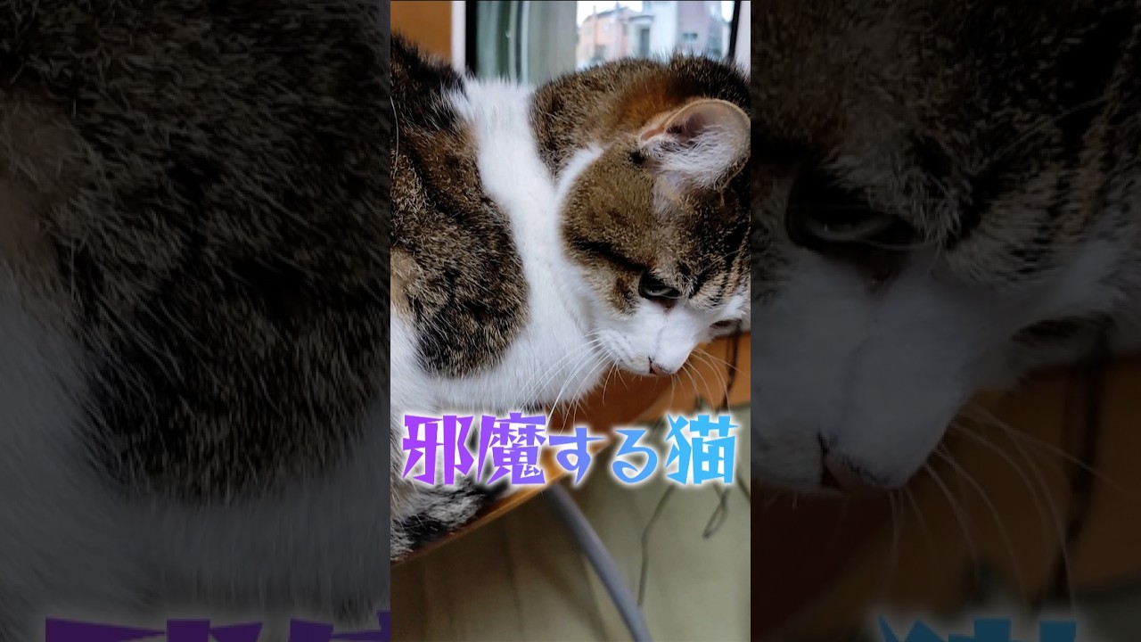 仕事の邪魔する猫