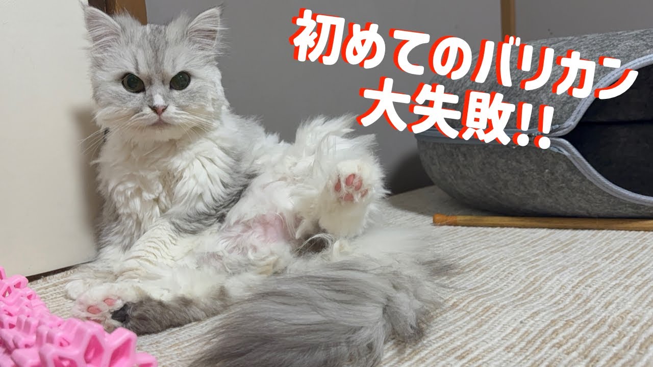 【元保護猫】ペルシャ猫、初めてのバリカンでまさかこうなるとは…反省
