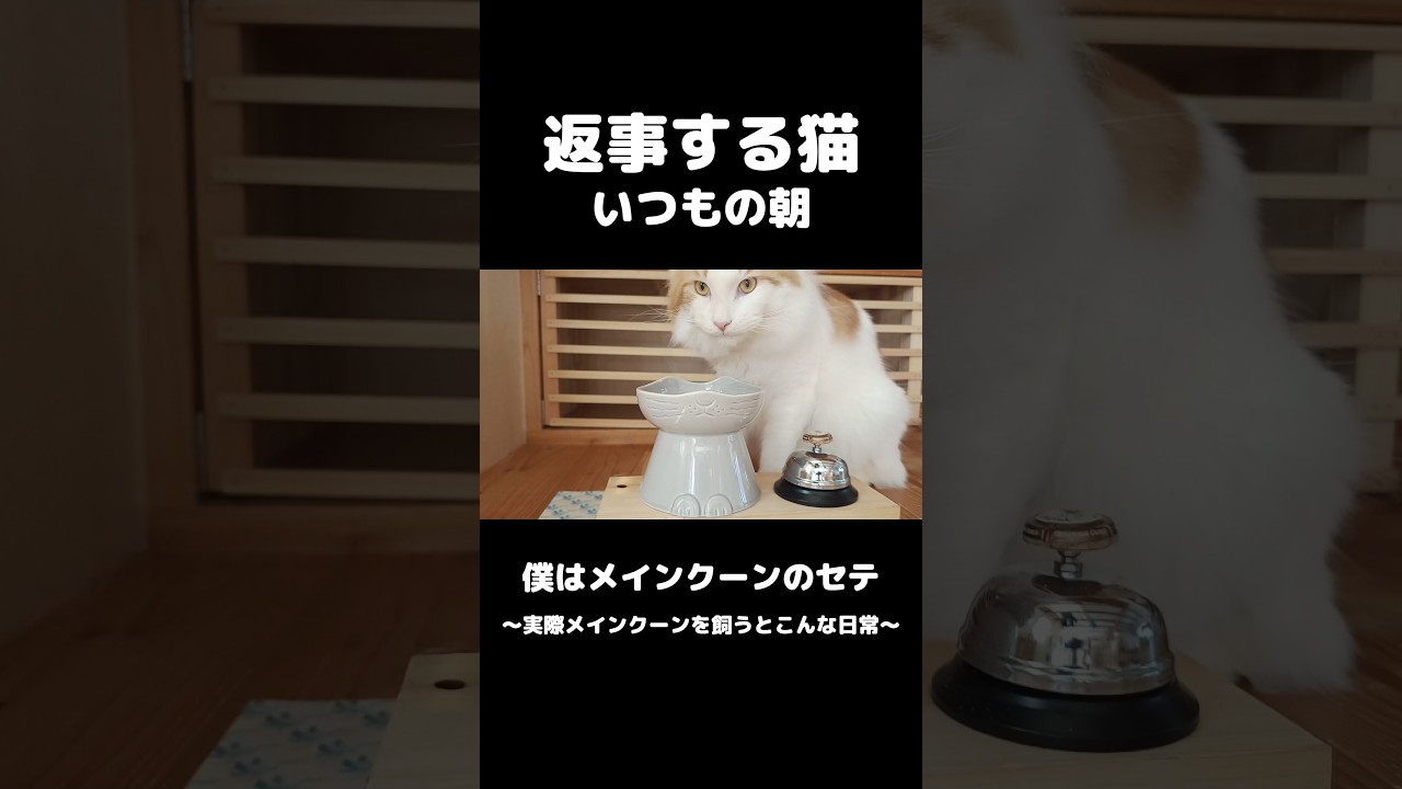 返事する猫が可愛い #メインクーン #猫のいる暮らし #mainecoon #cat