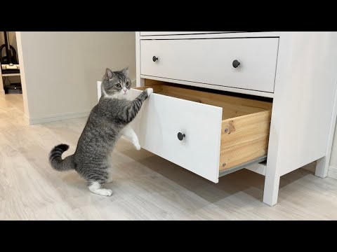 遊んでほしいとおもちゃ棚を開けておねだりしてくる猫がかわいすぎましたw