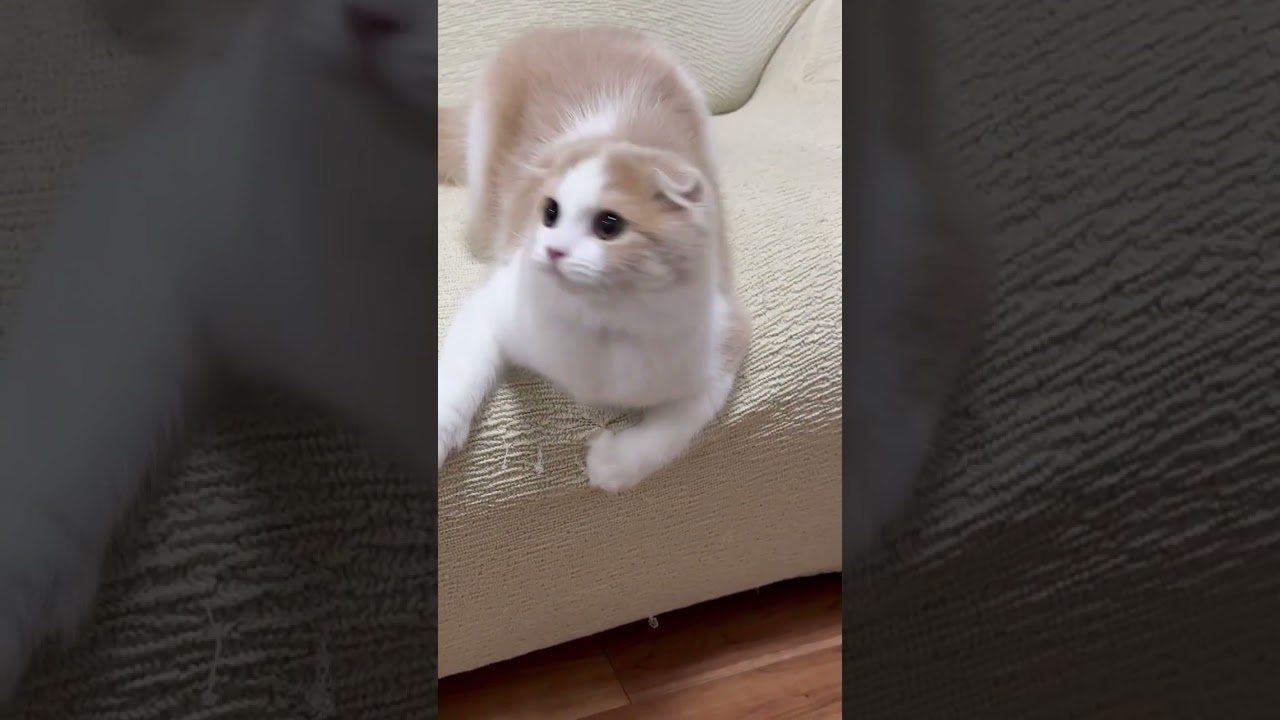 😵‍💫😵‍💫 #music #cat #スコティッシュ親子 #スコッティッシュフォールド #猫のいる暮らし #ねこ #バカラ#子猫