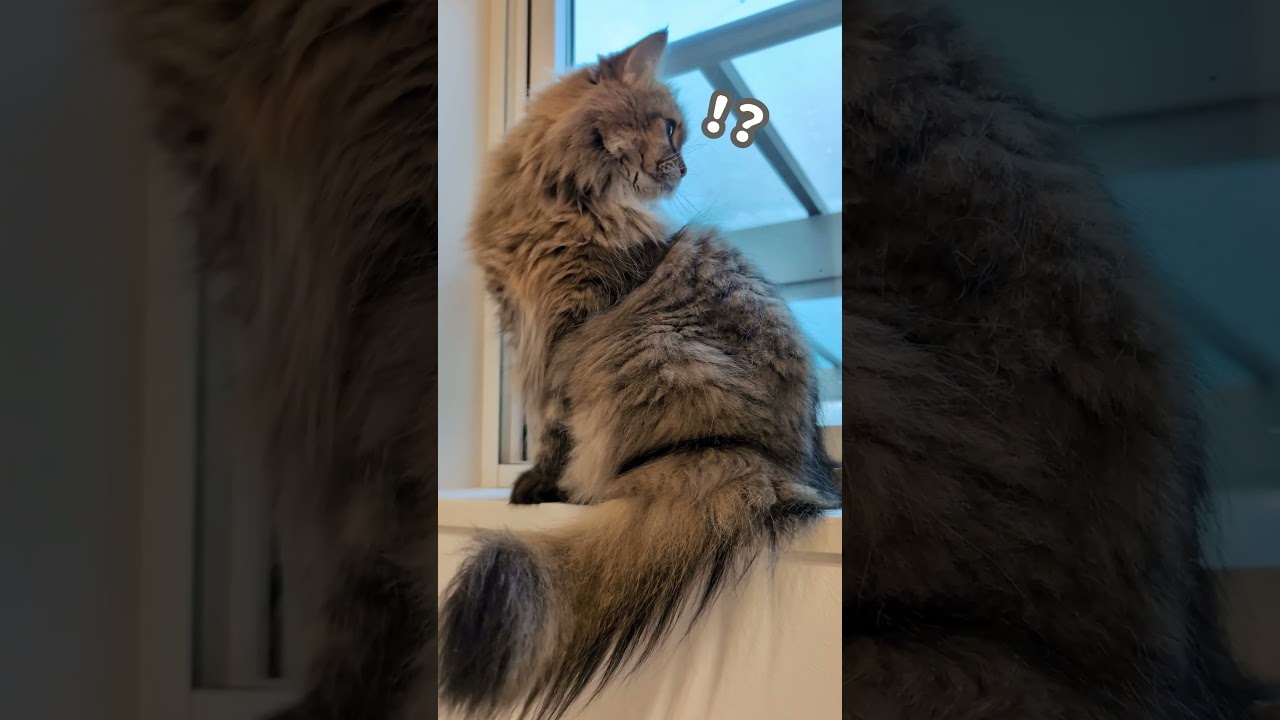 仕事はじめを見送る猫【ミヌエット＆ノルウェージャンフォレストキャット】＃Shorts
