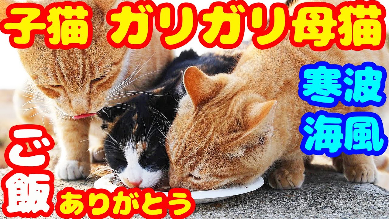 極寒 海風が強い日に子猫と母猫にご飯をあげると・・・ さくらねこの母猫と子猫への給餌 リリー親子
