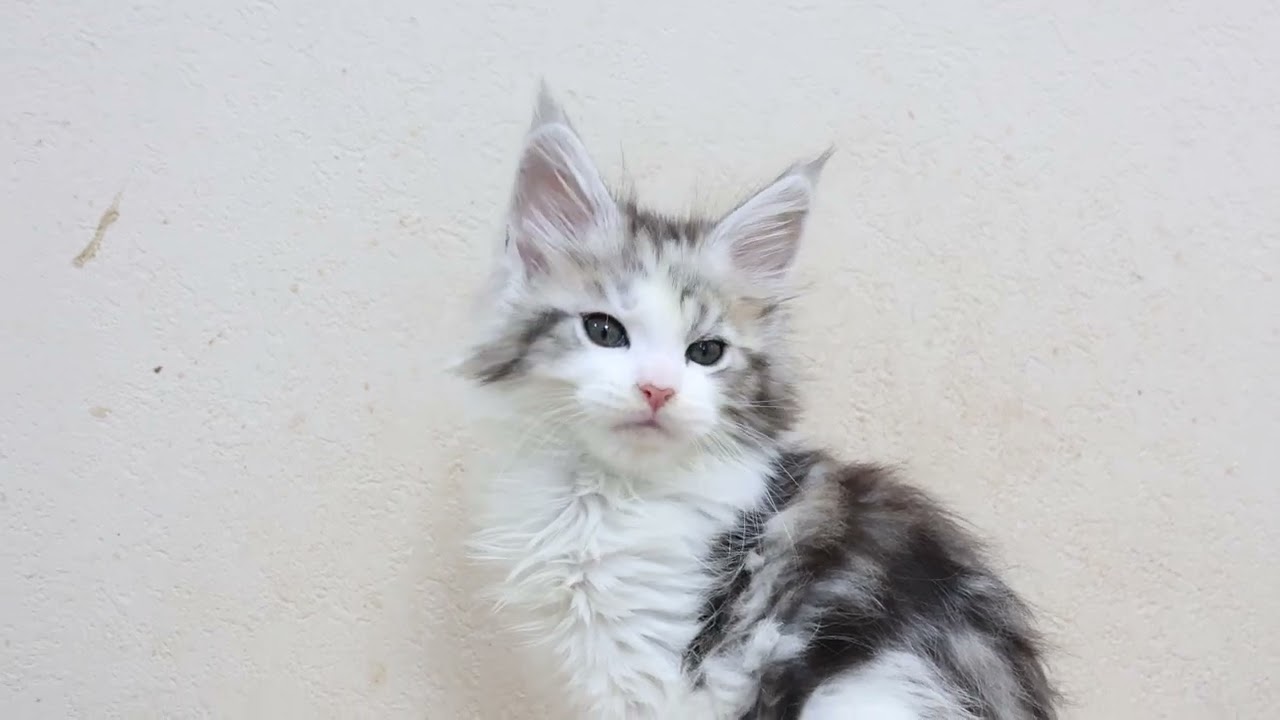 メインクーン子猫ムファサ君お渡し