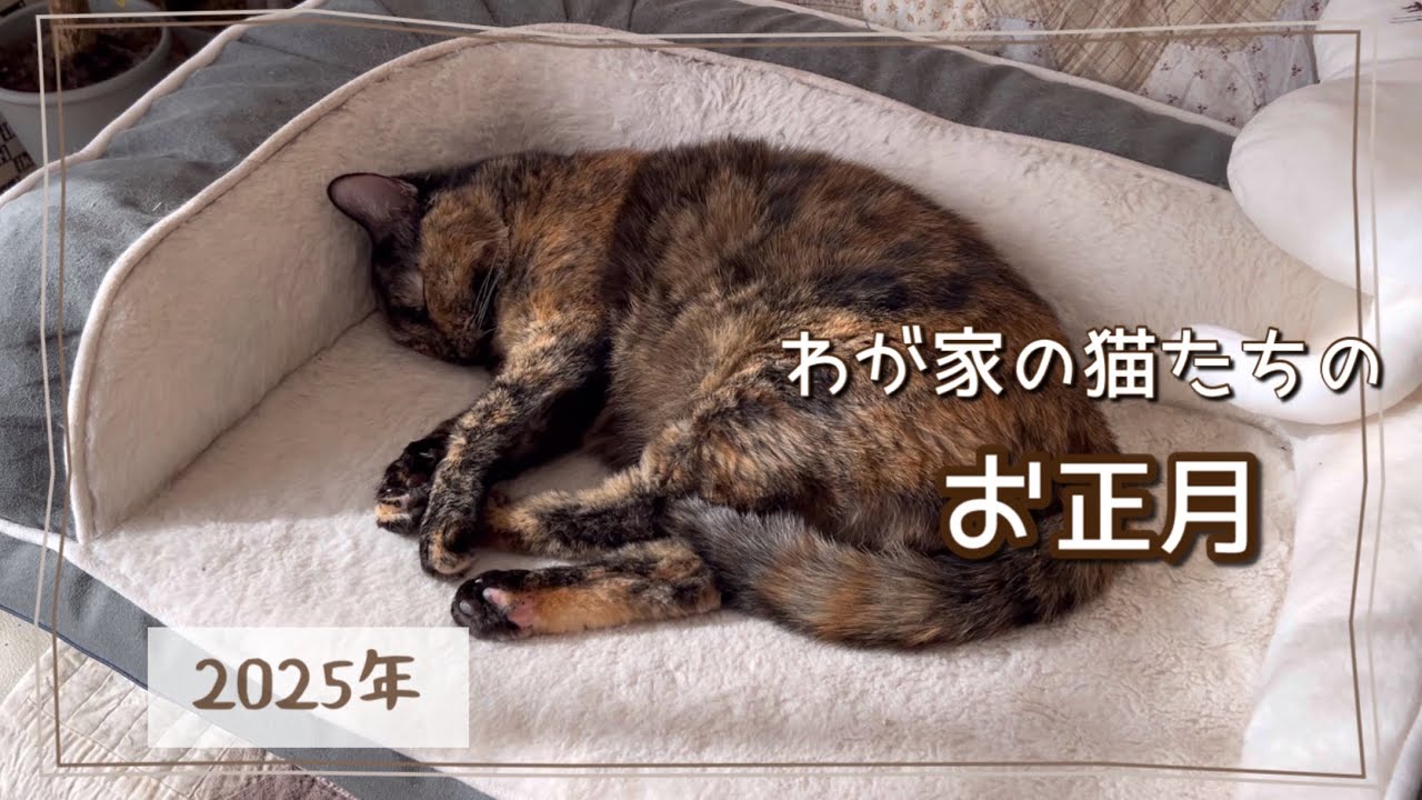 昨年末に愛猫を亡くして、はじめてのお正月。寂しいね…