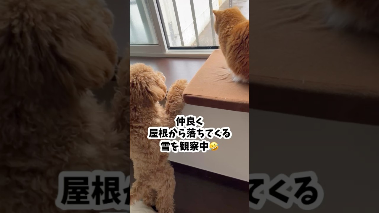 雪☃️#犬#犬のいる暮らし #トイプードル#猫#短足マンチカン#雪# #dog #dogshorts #cat #catshorts #snow #animals#animalstories