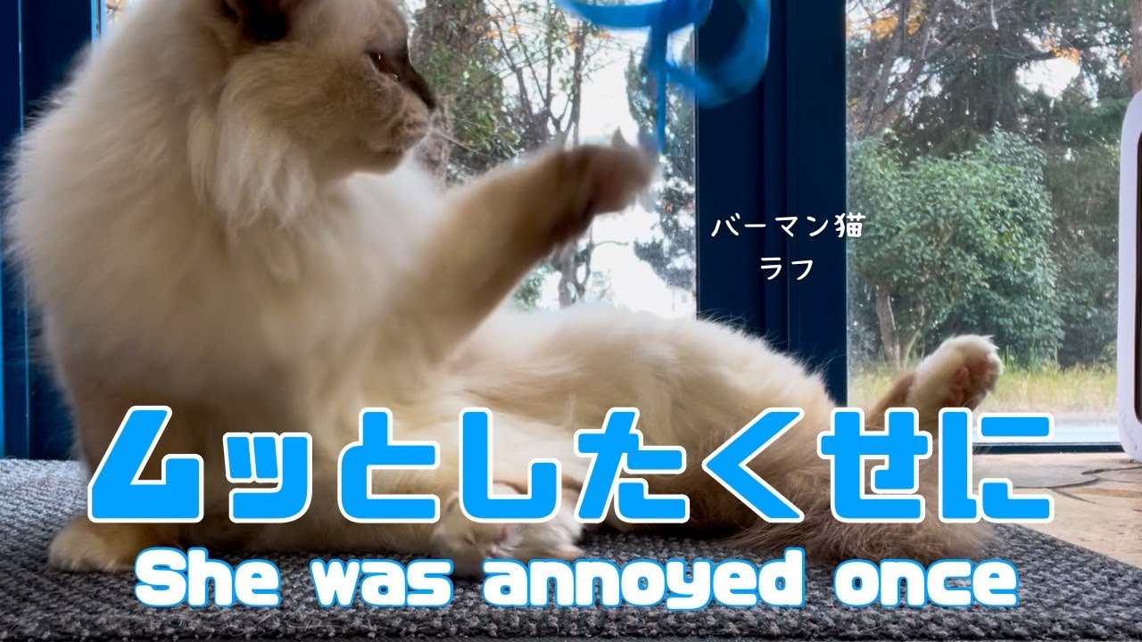 バーマン猫ラフとガブ【ムッとしたくせに】She was annoyed once （バーマン猫）Birman/Cat