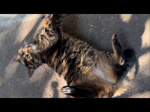 寝転がって大喜びでコロコロする猫❗️家から出て来て夢中で甘える姉御猫の、"みいとん"‼️#お出迎え猫 #お出迎え #甘えん坊猫 #家の中 #飛び出す #大喜び #夢中#コロコロ #寝転がる#姉御猫