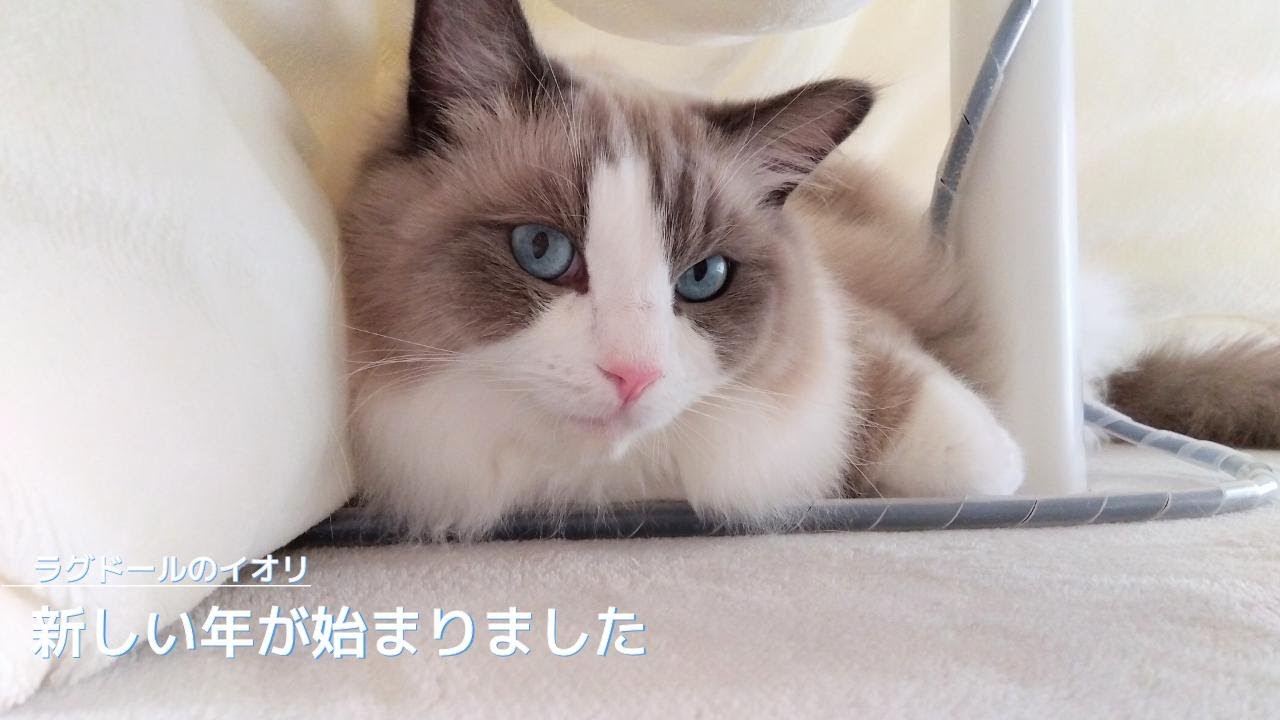 【ラグドール】新しい年が始まりました