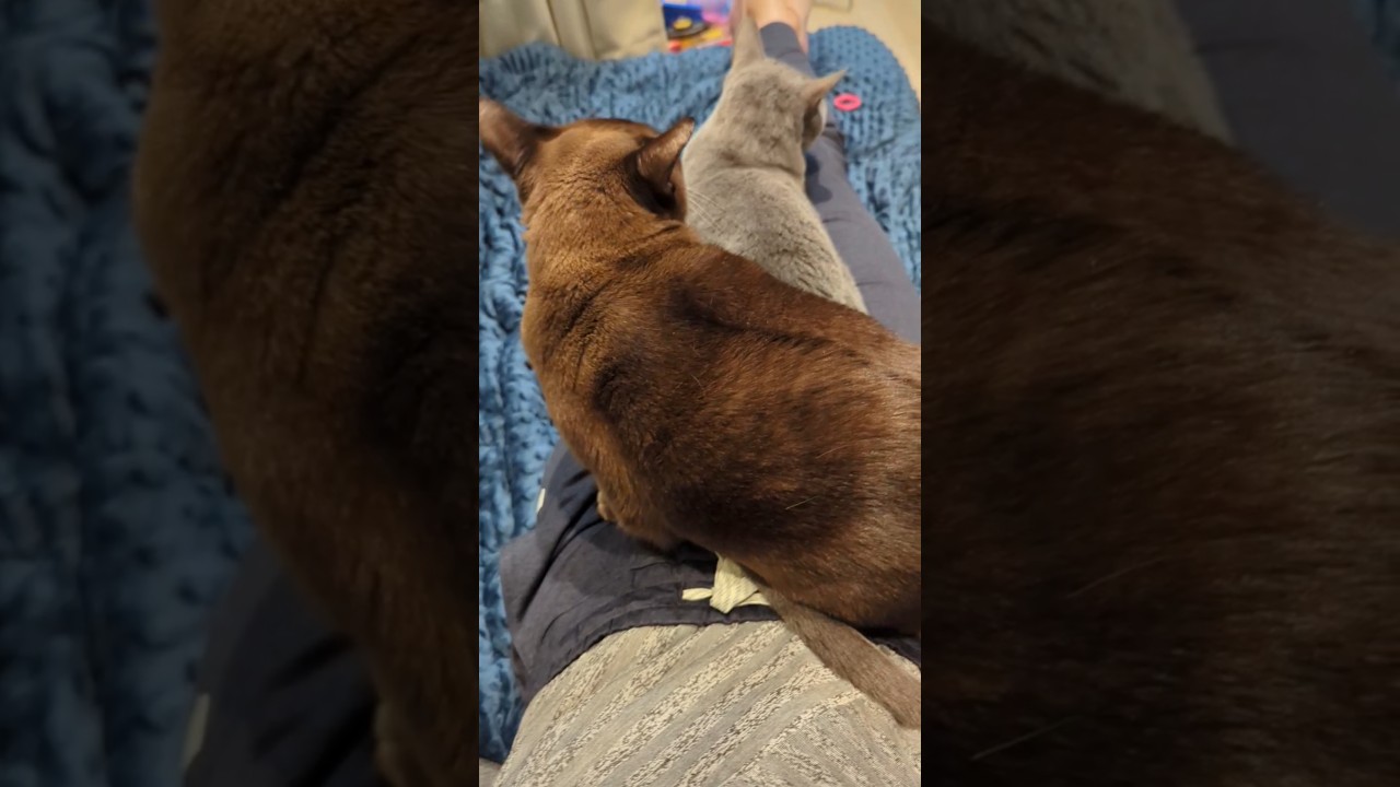 Lena and Matilda need to share the cat bed