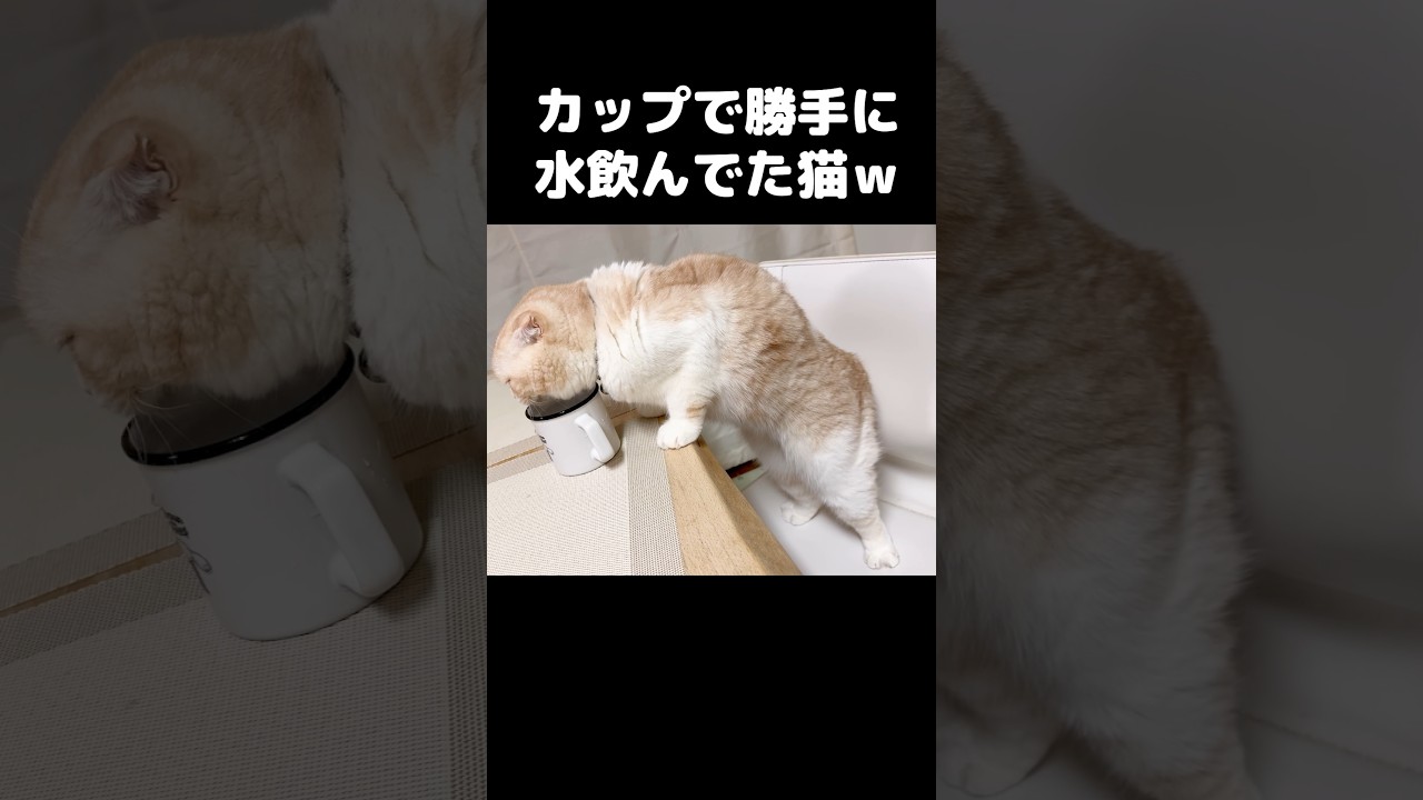カップで水飲んでる猫がかわいい...笑#shorts