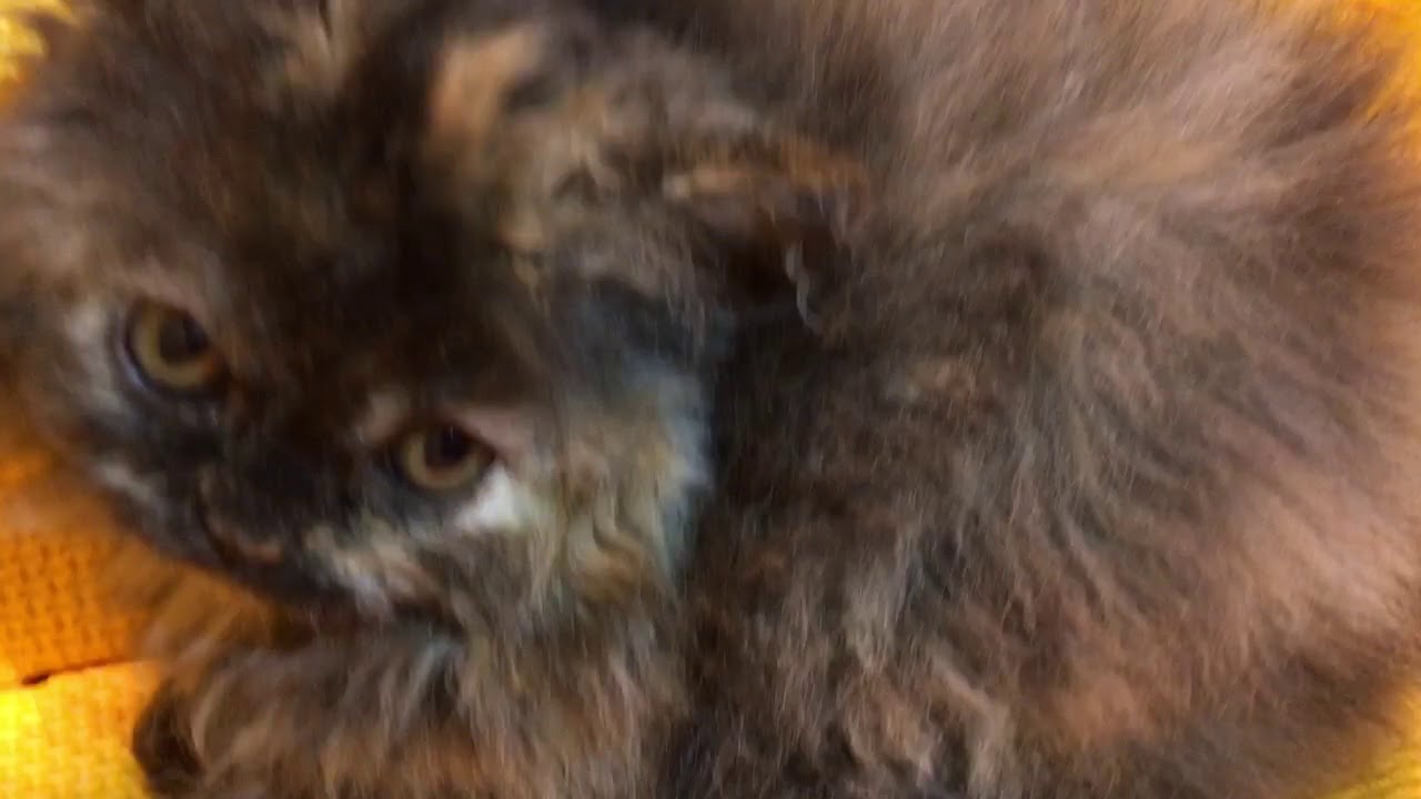 さくら工房のセルカークレックス