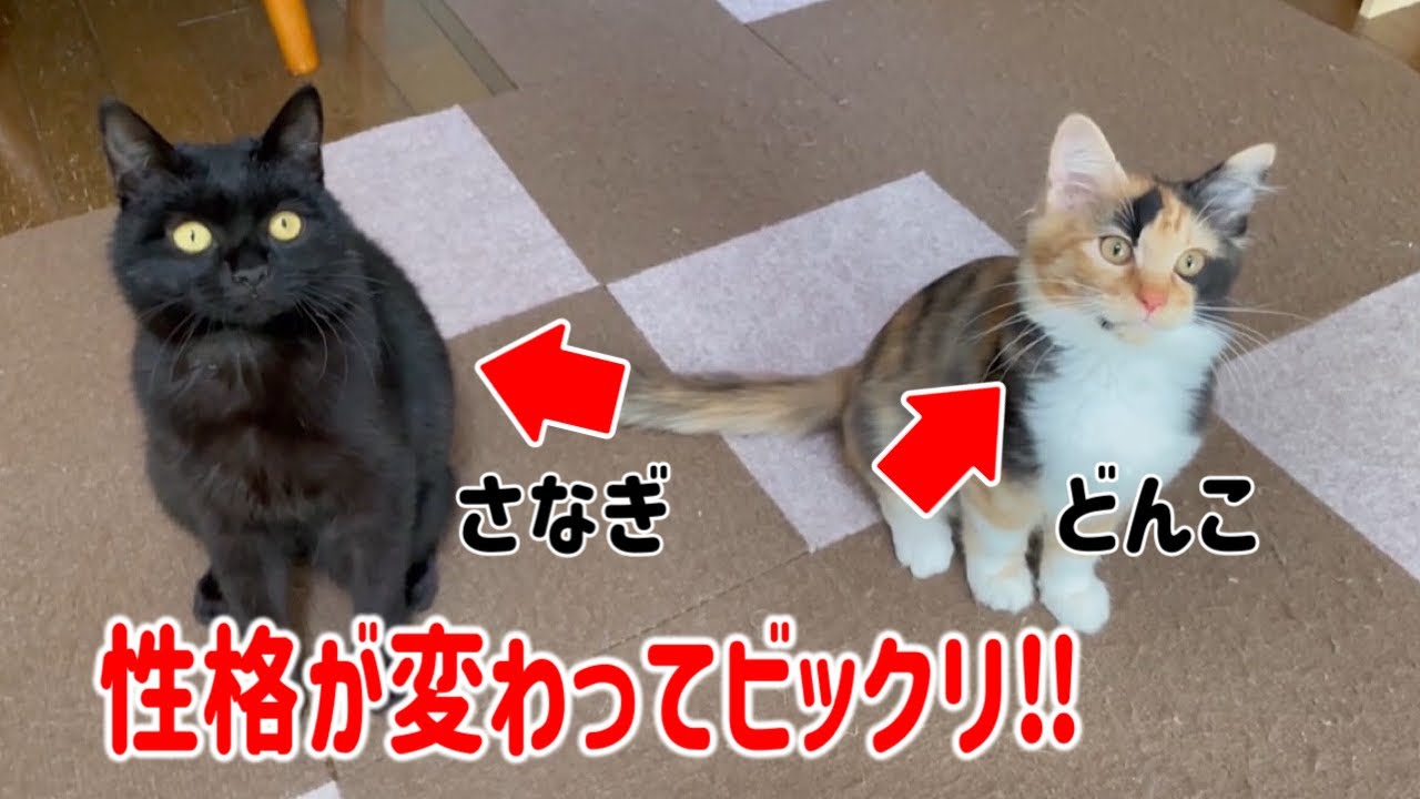 【園長宅】ちびっ子ギャングが2匹卒業したら何かが変わった