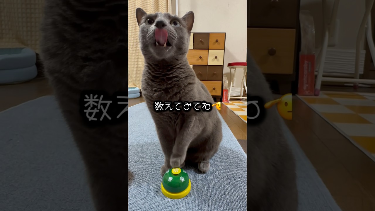 【ロシアンブルー】めろん今朝のベル🛎️いっぱい鳴らしますよ🤭【猫】#shorts