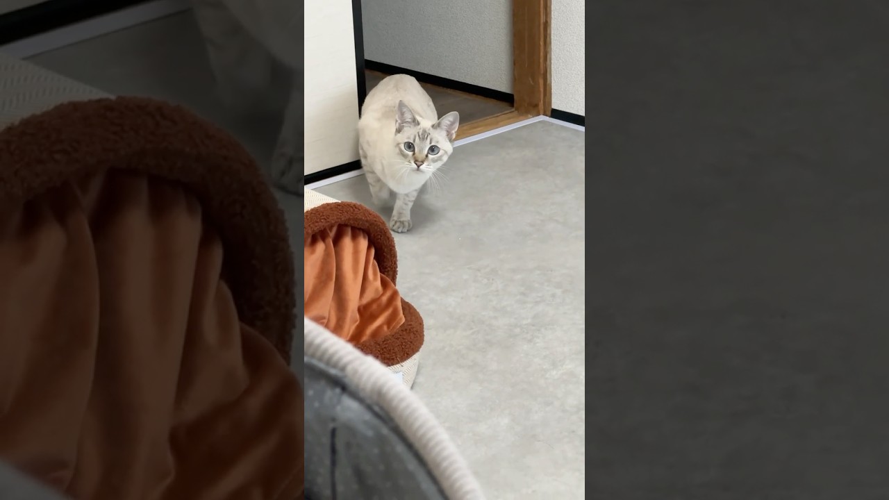 可愛すぎるハンター猫登場！　#シャムトラ  #元保護猫 #シャムミックス  #cat #猫耳 #kitten  #猫耳 #siamese mix