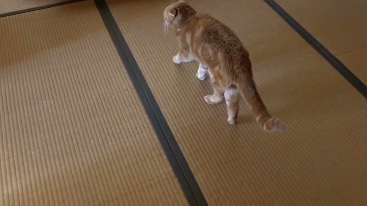 くつろぐ社長 Relaxing president #猫 #スコティッシュフォールド #猫動画 #cat #scottishfold #catvideos