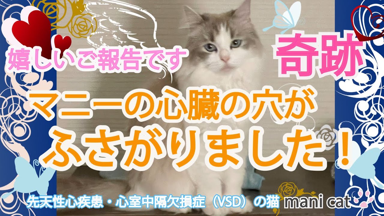 嬉しいご報告です🙌奇跡‼🙌マニーの心臓の穴がふさがりました‼🙌#ragdoll#Cat#先天性心疾患心室中隔欠損症猫