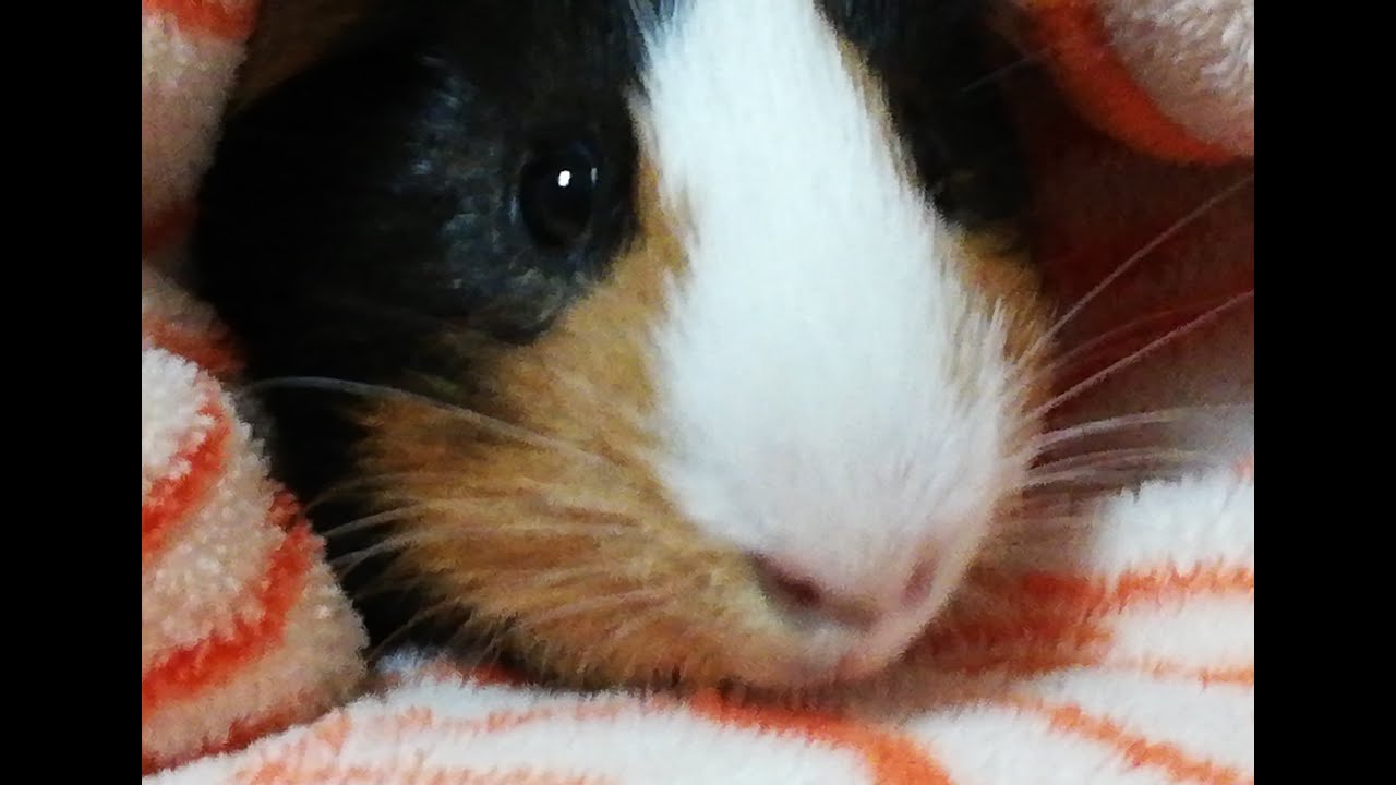 【モルモット】ほーむずくん　まろんくん　れおんくん　ちょこちゃんの日常【定点カメラ】