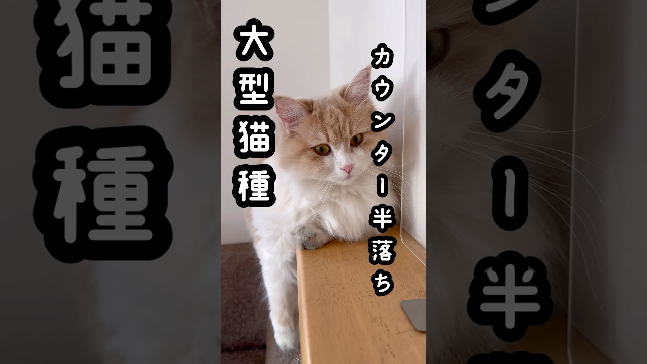 もふもふサイベリアンは可愛すぎる #わたしの一番かわいいところ