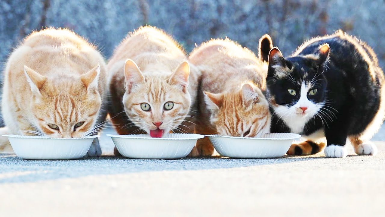 【子猫 母猫】極寒の１月１日の朝から空腹な子猫たちと母猫にご飯をあげたら・・・ さくらねこと野良猫へのエサやり