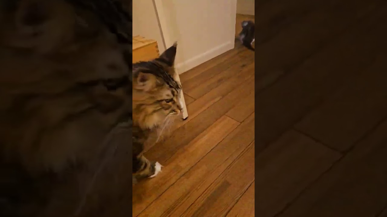 メインクーン子猫シンバ君お渡し