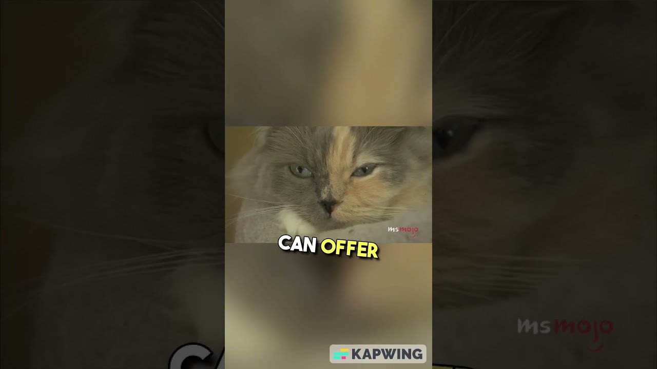 Meet the Cutest Cat Breed: The Ragamuffin
