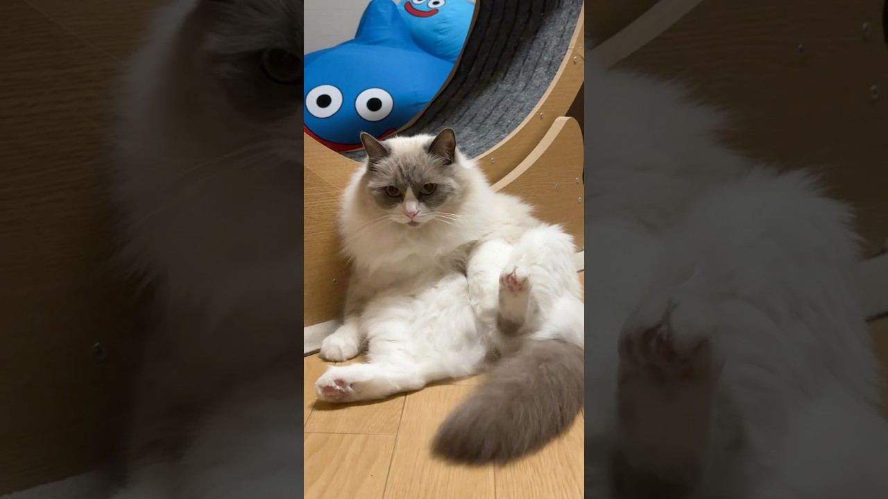 あーた人間見たいな座り方するね　#funny #pets #cat #猫 #ベル #ラグドール #shorts
