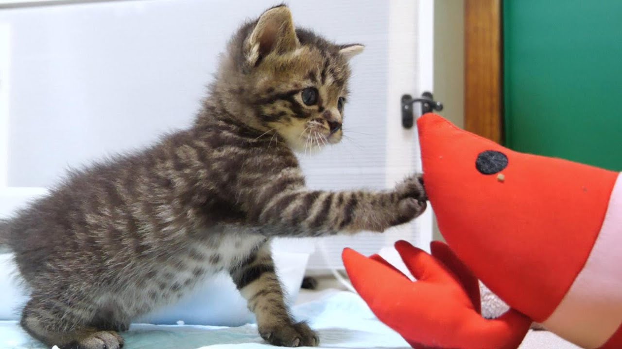 自分より大きいえびさんが怖い子猫【赤ちゃん猫　保護猫】