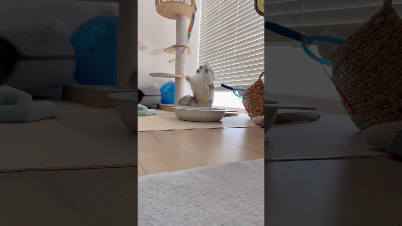 短いお手手で頑張ってます！😍 #猫  #ねこ #マンチカン #短足マンチカン