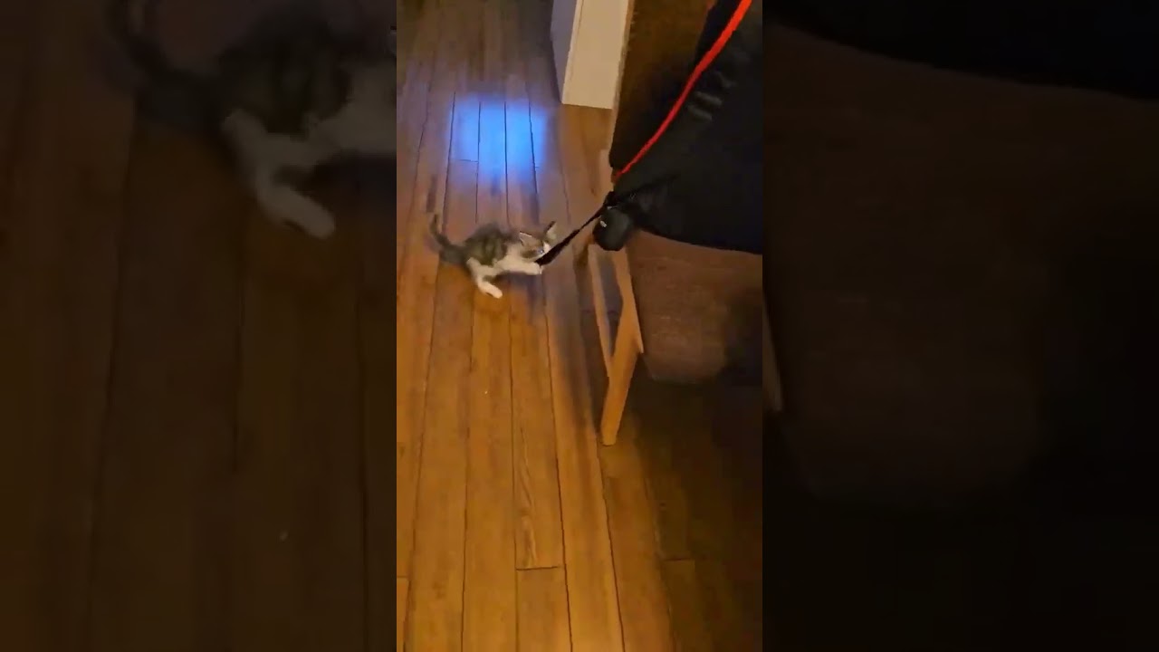 メインクーン子猫シンバ君お渡し